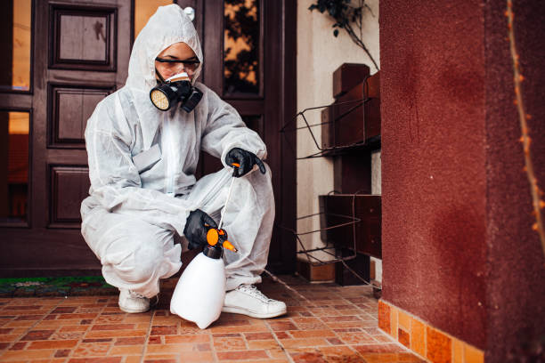 Attic and Crawl Space Rodent Treatment in Lake Mathews