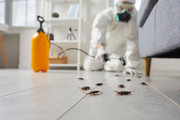 Commercial Rodent Management in Lake Mathews